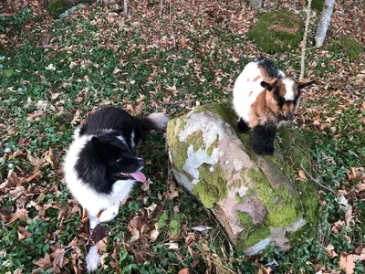 Animal ou animaux domestique(s) séjournant avec des clients dans l'établissement Gîte du Petit Hohnack