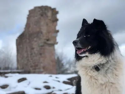 Animal ou animaux domestique(s) séjournant avec des clients dans l'établissement Gîte du Petit Hohnack