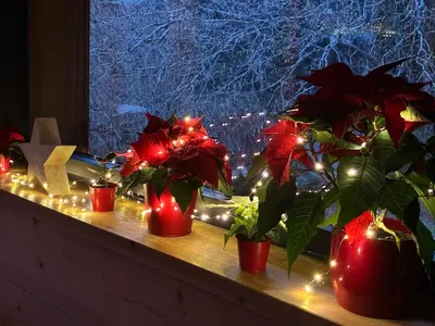 Plan de l'établissement Chalets Hissala, vue lac et sauna