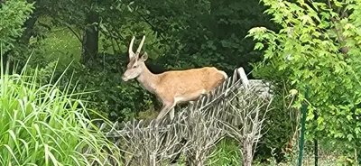 Animaux dans l'appartement ou à proximité