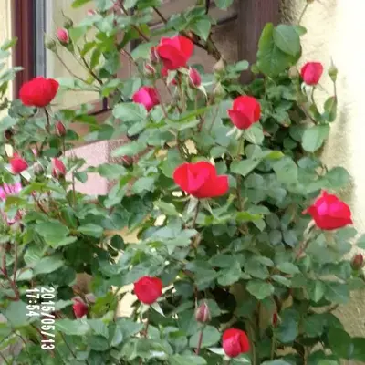 Chambres D'hotes Du Vignoble