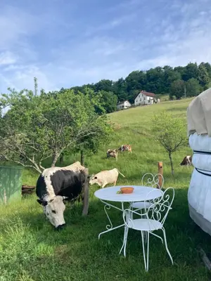 Animaux dans le camping ou à proximité