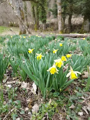 Jardin de l'établissement 8 pers, Maisonnette en bordure de forêt vosgienne