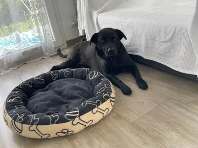 Animal ou animaux domestique(s) séjournant avec des clients dans l'établissement Ganzes Haus in Basel Leymen Tiere willkommen