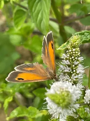 Animaux dans l'appartement ou à proximité