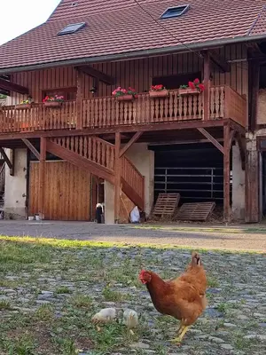 Animaux dans l'appartement ou à proximité