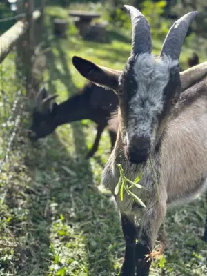 Animaux dans l'appartement ou à proximité