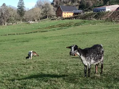 Animaux dans le chalet ou à proximité