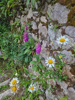 Jardin de l'établissement Bienvenue chez jacquou Chambre d'hôte chez l'habitant