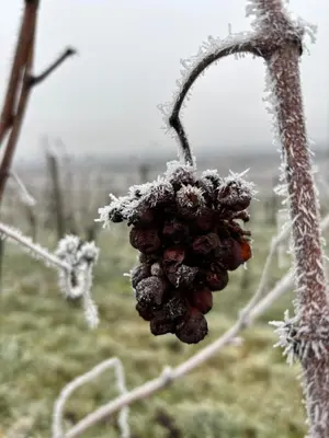 L'établissement Schwalmala Logement calme au coeur du vignoble en hiver