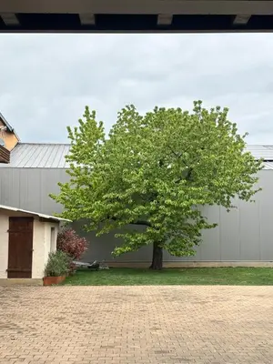 Jardin de l'établissement Schwalmala Logement calme au coeur du vignoble