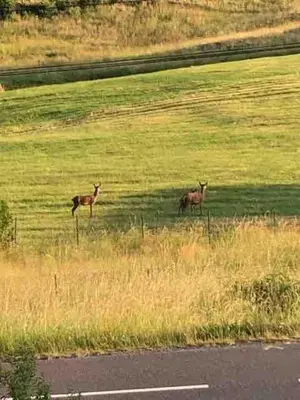 Animaux dans l'appartement ou à proximité