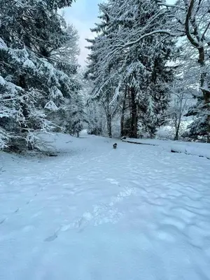 L'établissement Chalet cosy en pleine nature proche Gérardmer en hiver