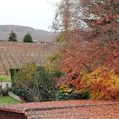 Féerie de la Vigne