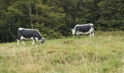Animaux dans l'appartement ou à proximité