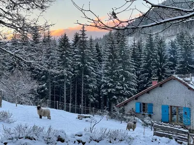 L'établissement Gite à la ferme aux Alpagas en hiver