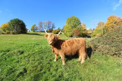Animaux dans l'appartement ou à proximité