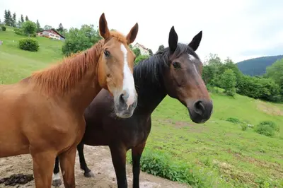 Animaux dans l'appartement ou à proximité