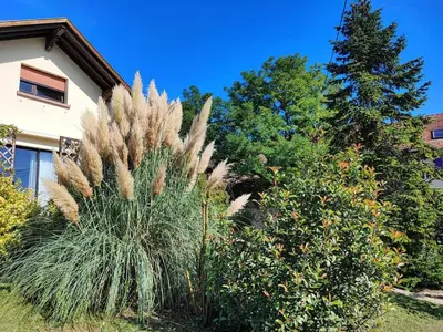 Jardin de l'établissement Gîte le repos d'Osiris à Baldenheim - #Alsace