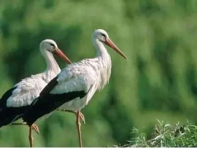 Animaux dans la maison de vacances ou à proximité
