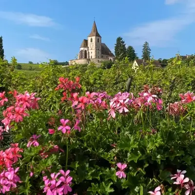 Gîtes Sipp Mack Vins d'Alsace
