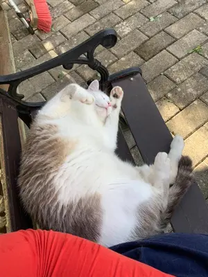 Animal ou animaux domestique(s) séjournant avec des clients dans l'établissement Appartement Style Rustique