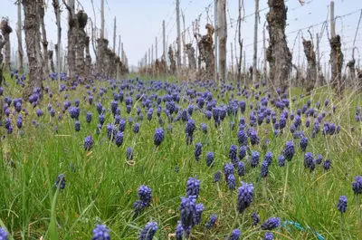 Jardin de l'établissement Aux Grains Nobles