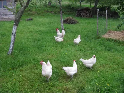 Animaux dans l'appartement ou à proximité