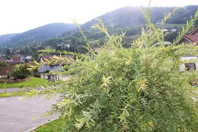 Paysage naturel près de la maison de vacances