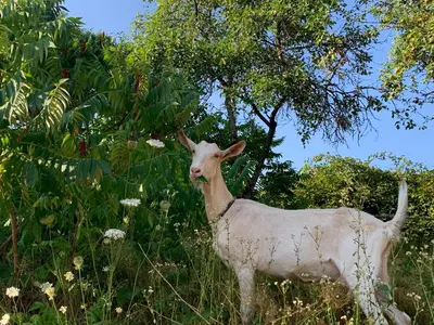 Animaux dans la maison de vacances ou à proximité