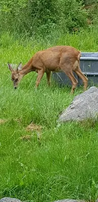 Animaux dans le chalet ou à proximité
