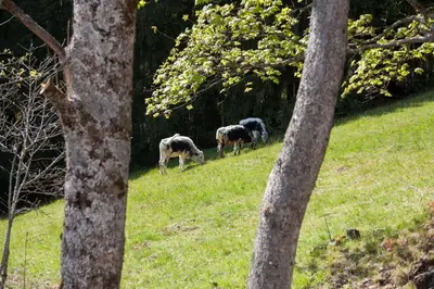 Animaux dans le chalet ou à proximité
