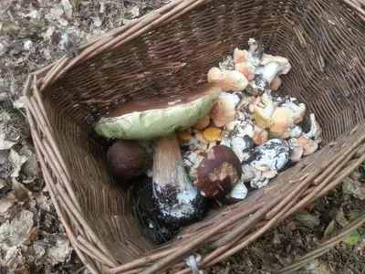 Nourriture dans le chalet ou à proximité