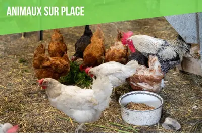 Animaux dans l'appartement ou à proximité