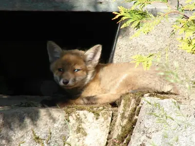 Animaux dans l'appartement ou à proximité