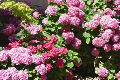 Jardin de l'établissement Les Hortensias