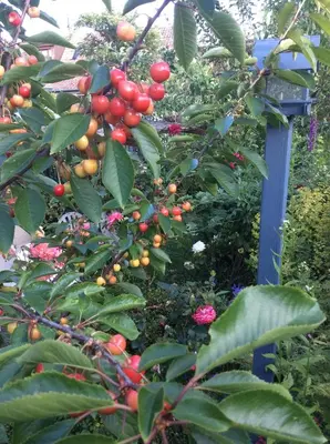 Jardin de l'établissement Gîte Le Faucon Pèlerin