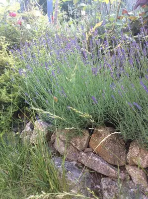 Jardin de l'établissement Gîte Le Faucon Pèlerin