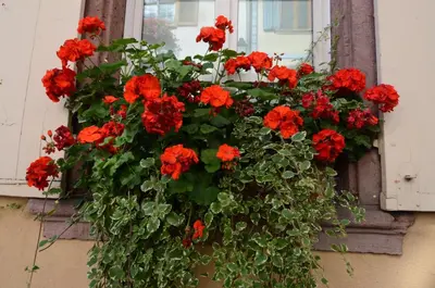 Jardin de l'établissement Gîte Meyer-Liss