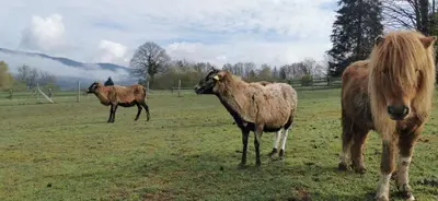 Animaux dans la villa ou à proximité