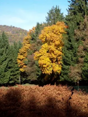 Paysage naturel près de le chalet