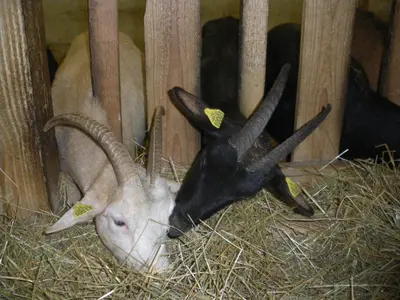 Animaux dans le B&B/chambre d'hôtes ou à proximité