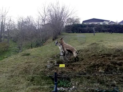 Animaux dans la maison d'hôtes ou à proximité