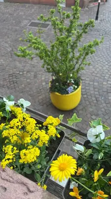 Jardin de l'établissement Gite BI UNS chez Silvana