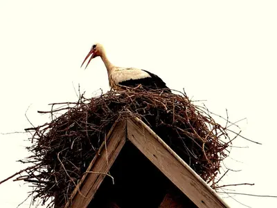 Animaux dans l'appartement ou à proximité