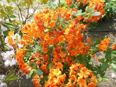 Jardin de l'établissement Gîte La Charmaie