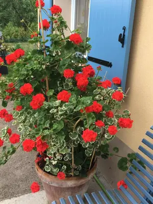 Jardin de l'établissement La Mésange bleue