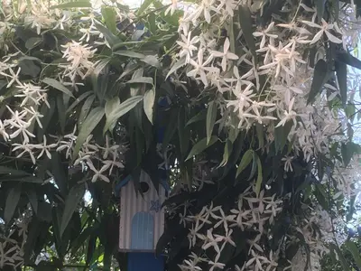 Jardin de l'établissement La Mésange bleue