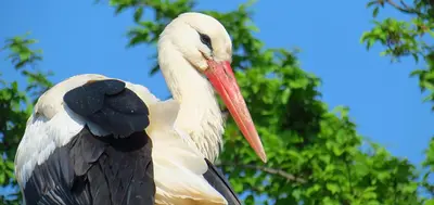 Animaux dans l'appartement ou à proximité