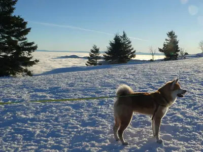 Animal ou animaux domestique(s) séjournant avec des clients dans l'établissement La Résilience - GERARDMER